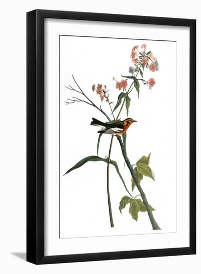 Audubon: Warbler, 1827-38-John James Audubon-Framed Giclee Print