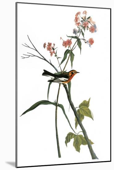 Audubon: Warbler, 1827-38-John James Audubon-Mounted Giclee Print