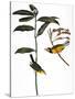 Audubon: Warbler, 1827-John James Audubon-Stretched Canvas