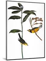 Audubon: Warbler, 1827-John James Audubon-Mounted Giclee Print