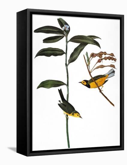 Audubon: Warbler, 1827-John James Audubon-Framed Stretched Canvas