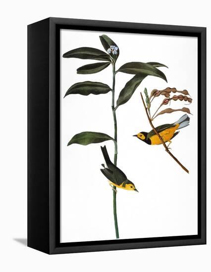 Audubon: Warbler, 1827-John James Audubon-Framed Stretched Canvas