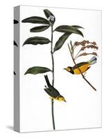 Audubon: Warbler, 1827-John James Audubon-Stretched Canvas