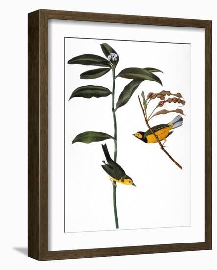 Audubon: Warbler, 1827-John James Audubon-Framed Giclee Print