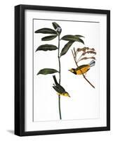 Audubon: Warbler, 1827-John James Audubon-Framed Giclee Print