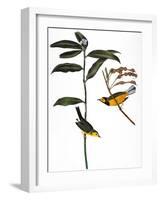 Audubon: Warbler, 1827-John James Audubon-Framed Giclee Print