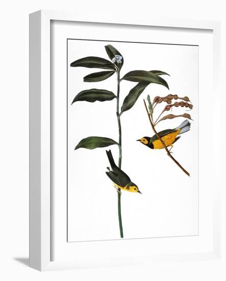 Audubon: Warbler, 1827-John James Audubon-Framed Giclee Print