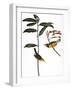 Audubon: Warbler, 1827-John James Audubon-Framed Giclee Print