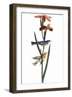 Audubon: Warbler, 1827-John James Audubon-Framed Giclee Print