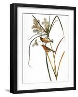 Audubon: Warbler, 1827-John James Audubon-Framed Giclee Print