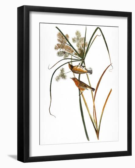 Audubon: Warbler, 1827-John James Audubon-Framed Giclee Print