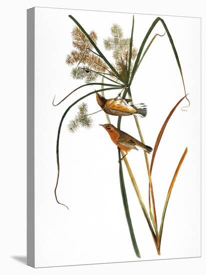 Audubon: Warbler, 1827-John James Audubon-Stretched Canvas