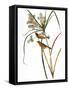 Audubon: Warbler, 1827-John James Audubon-Framed Stretched Canvas