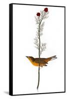 Audubon: Warbler, 1827-John James Audubon-Framed Stretched Canvas