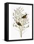 Audubon: Warbler-John James Audubon-Framed Stretched Canvas