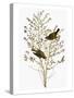 Audubon: Warbler-John James Audubon-Stretched Canvas