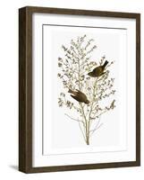 Audubon: Warbler-John James Audubon-Framed Giclee Print