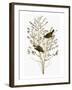 Audubon: Warbler-John James Audubon-Framed Giclee Print