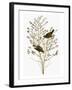 Audubon: Warbler-John James Audubon-Framed Giclee Print