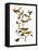Audubon: Warbler-John James Audubon-Framed Stretched Canvas