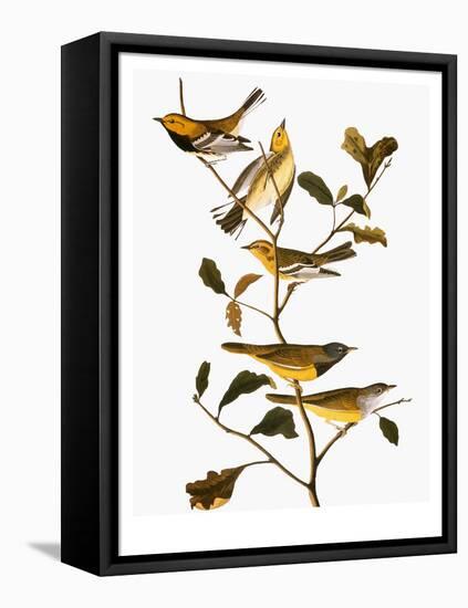 Audubon: Warbler-John James Audubon-Framed Stretched Canvas