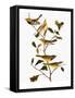 Audubon: Warbler-John James Audubon-Framed Stretched Canvas