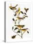 Audubon: Warbler-John James Audubon-Stretched Canvas