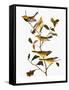 Audubon: Warbler-John James Audubon-Framed Stretched Canvas