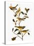 Audubon: Warbler-John James Audubon-Stretched Canvas