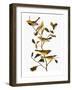 Audubon: Warbler-John James Audubon-Framed Giclee Print