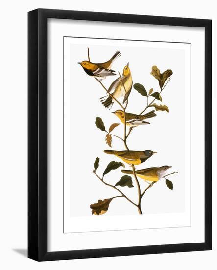 Audubon: Warbler-John James Audubon-Framed Giclee Print