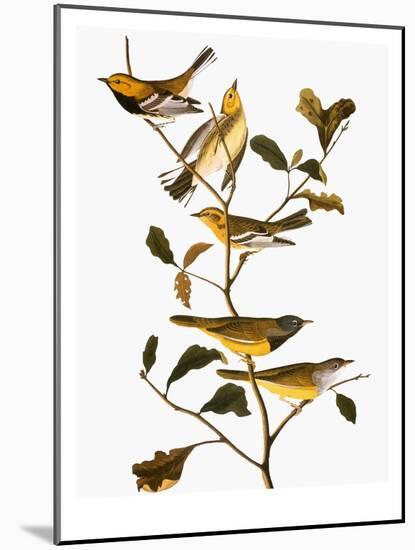 Audubon: Warbler-John James Audubon-Mounted Giclee Print