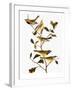 Audubon: Warbler-John James Audubon-Framed Giclee Print