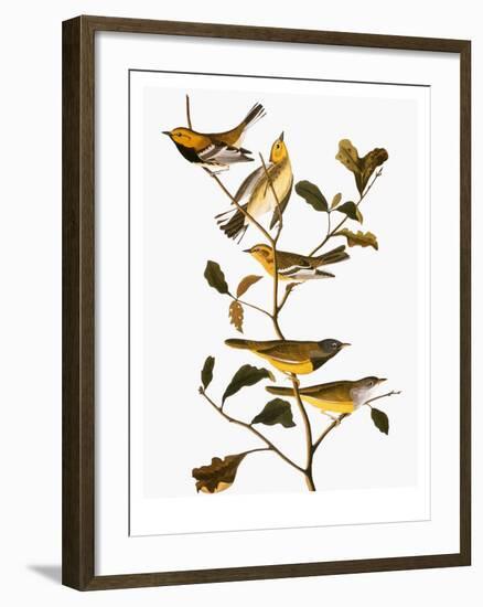 Audubon: Warbler-John James Audubon-Framed Giclee Print