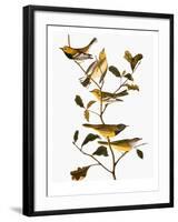 Audubon: Warbler-John James Audubon-Framed Giclee Print