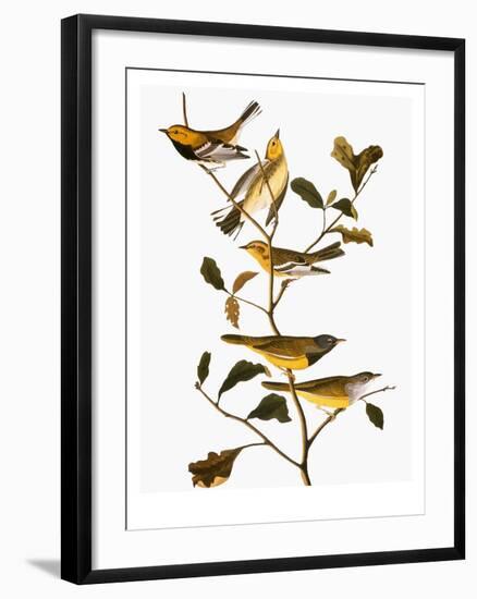 Audubon: Warbler-John James Audubon-Framed Giclee Print