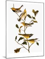 Audubon: Warbler-John James Audubon-Mounted Giclee Print