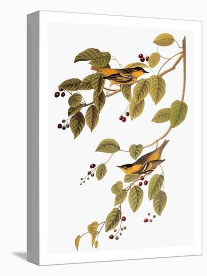 Audubon: Warbler-John James Audubon-Stretched Canvas