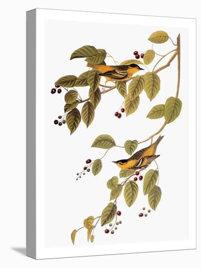 Audubon: Warbler-John James Audubon-Stretched Canvas