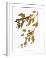 Audubon: Warbler-John James Audubon-Framed Giclee Print