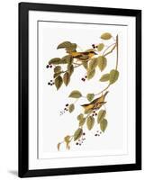 Audubon: Warbler-John James Audubon-Framed Giclee Print