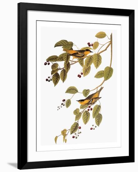 Audubon: Warbler-John James Audubon-Framed Giclee Print