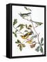 Audubon: Warbler-John James Audubon-Framed Stretched Canvas