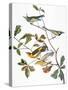 Audubon: Warbler-John James Audubon-Stretched Canvas