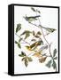 Audubon: Warbler-John James Audubon-Framed Stretched Canvas