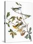 Audubon: Warbler-John James Audubon-Stretched Canvas