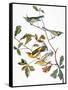 Audubon: Warbler-John James Audubon-Framed Stretched Canvas