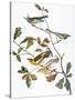 Audubon: Warbler-John James Audubon-Stretched Canvas