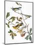 Audubon: Warbler-John James Audubon-Mounted Premium Giclee Print