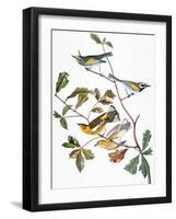 Audubon: Warbler-John James Audubon-Framed Giclee Print